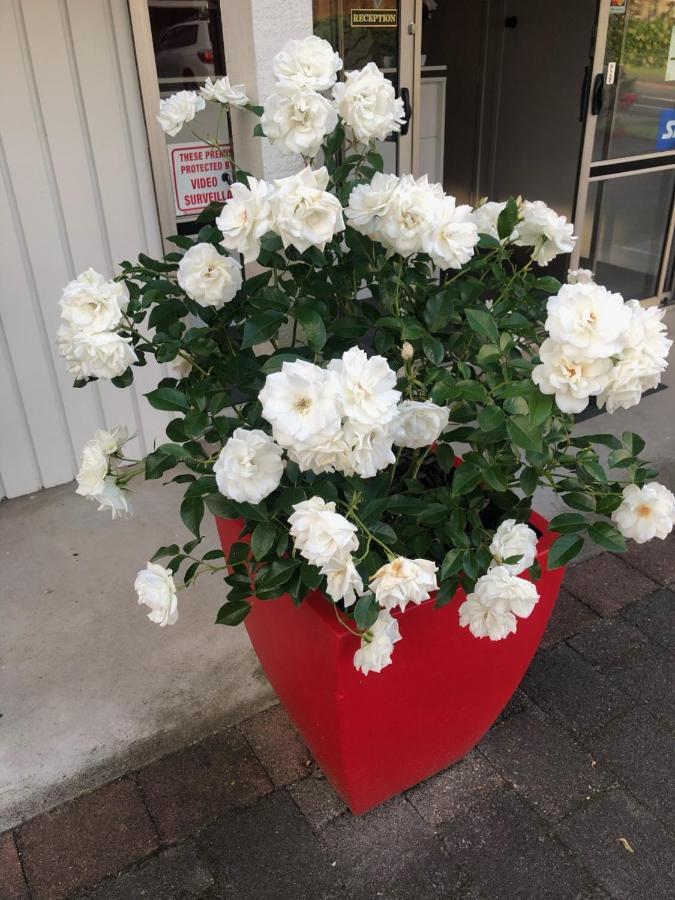 Rosetown Motel テ・アワムトゥ エクステリア 写真